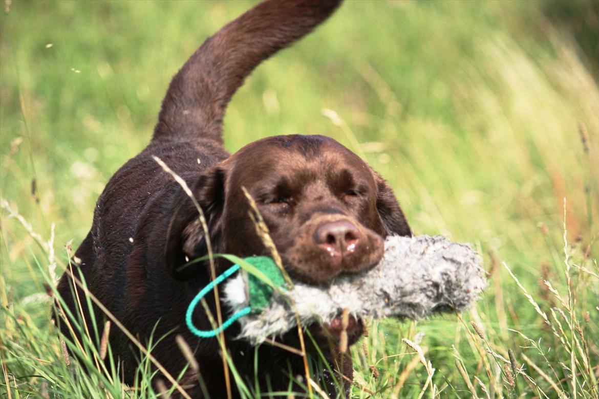 Labrador retriever Baloo (Coco loco´s voyage billede 1