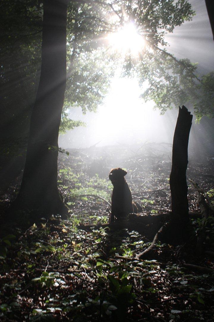 Labrador retriever Baloo (Coco loco´s voyage billede 17