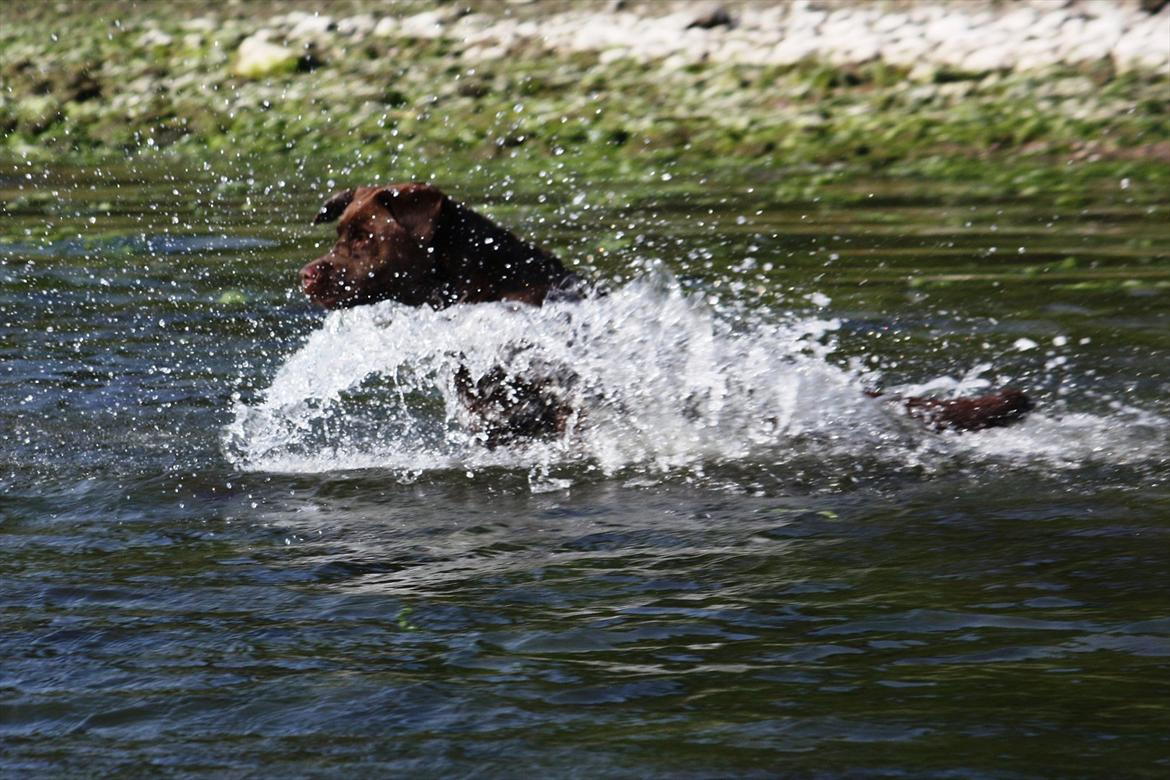 Labrador retriever Baloo (Coco loco´s voyage billede 15