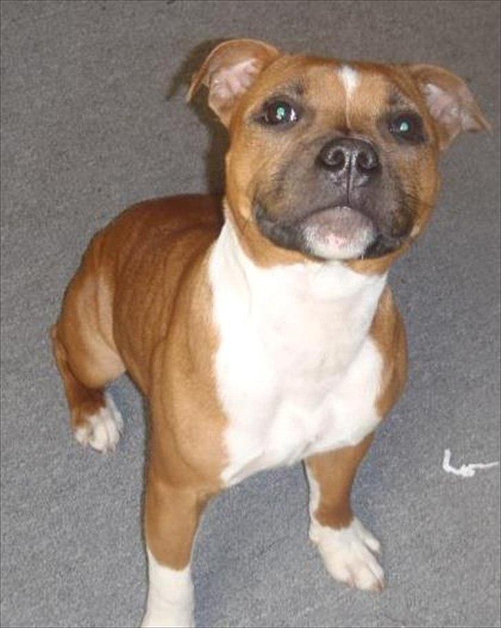Staffordshire bull terrier Kronsäter's Garfield - Cooper billede 1