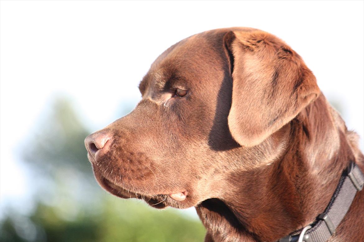 Labrador retriever Baloo (Coco loco´s voyage billede 18