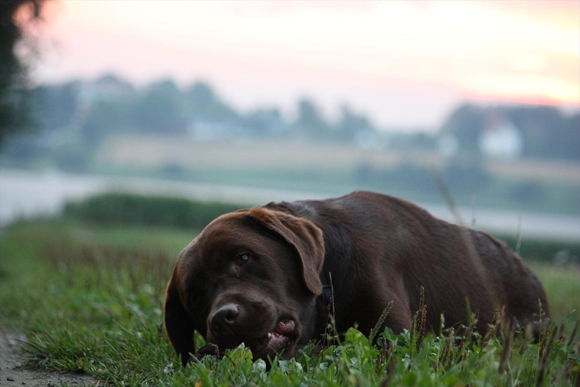 Labrador retriever Baloo (Coco loco´s voyage billede 19