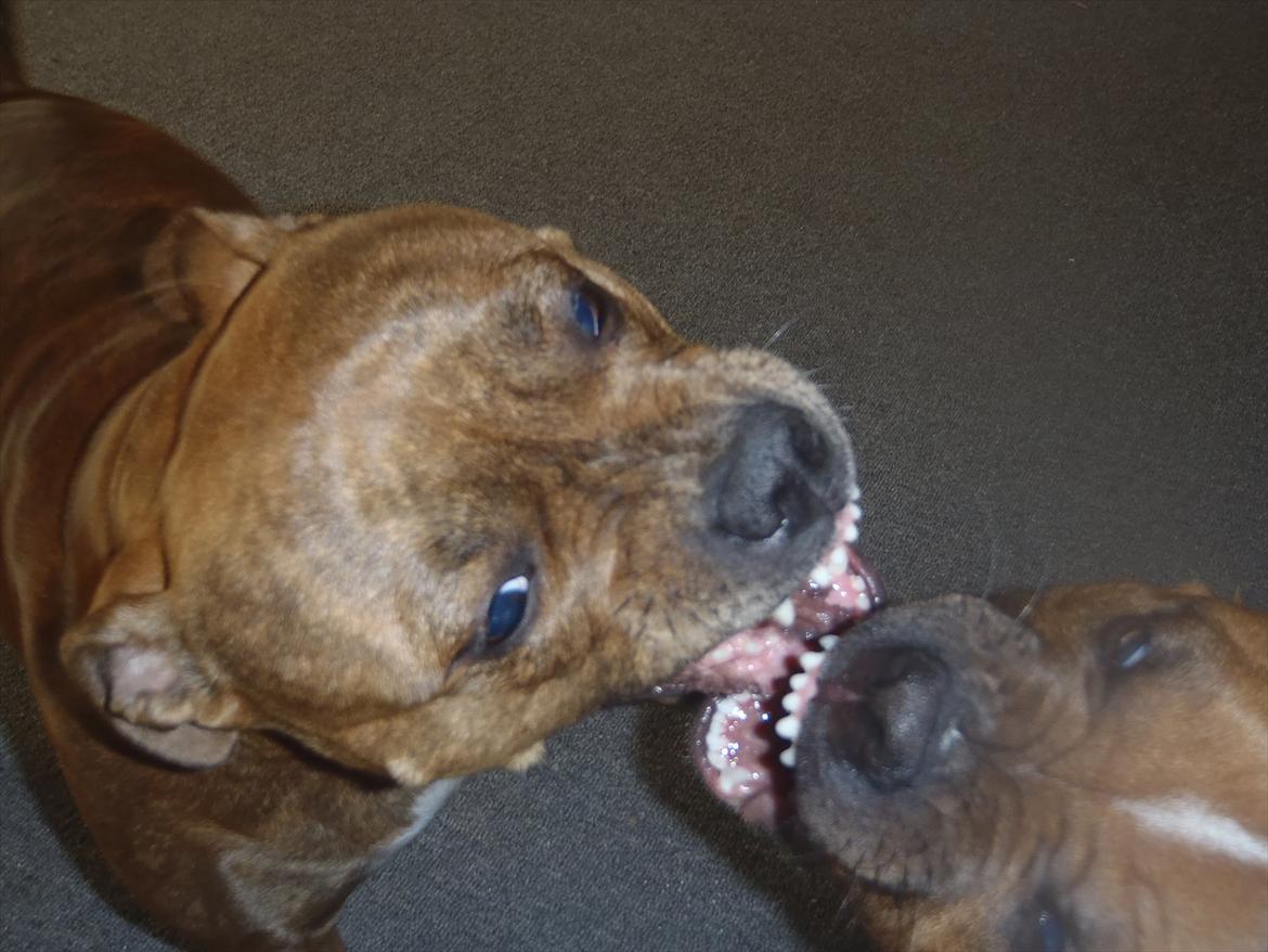 Staffordshire bull terrier Kronsäter's Garfield - Cooper billede 19