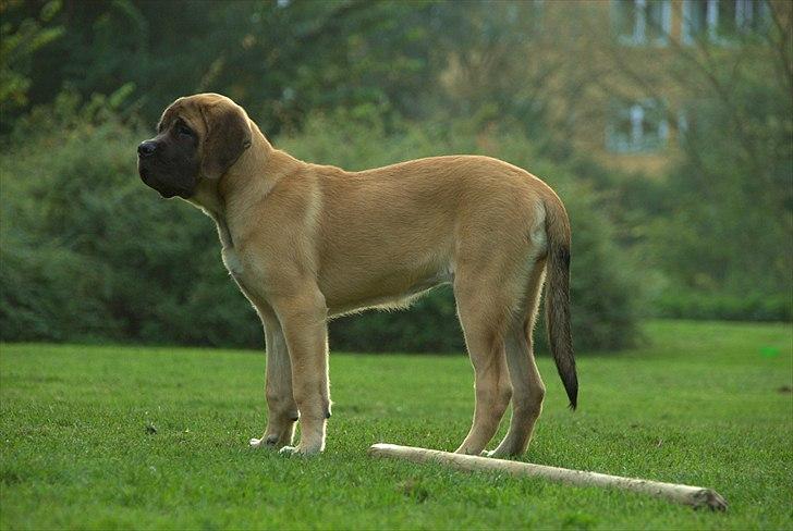 Mastiff Casa de Labranza´s Belicia "Bertha" - 4½ måned billede 20