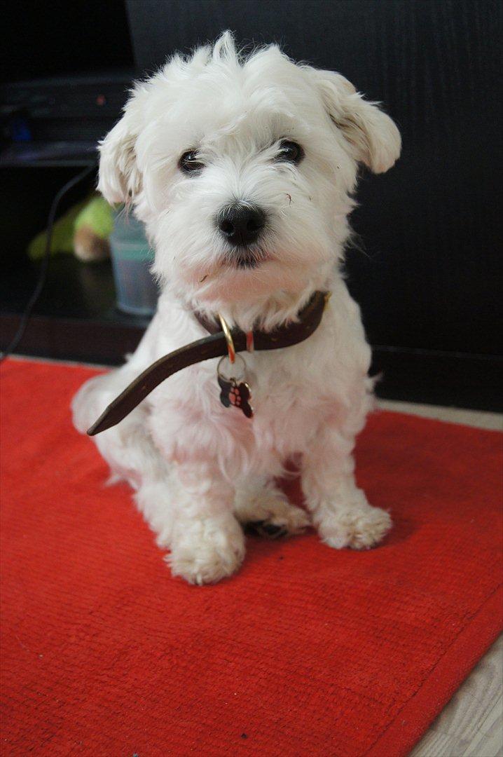 Malteser 'RAMEY' - tak fordi du kom forbi.
smid gerne en bedømmelse og kommentar med på vejen:) billede 17