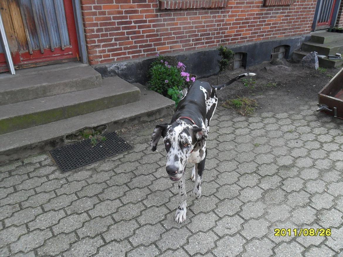 Grand danois Tøzen - -ej skal jeg virkelig

-ja du skal

-okay, helt ærligt:! billede 11