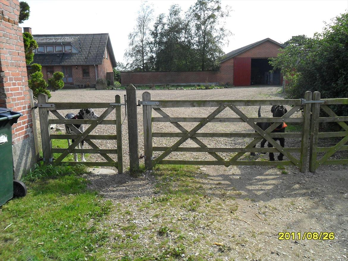 Grand danois Tøzen - farveller billede 12