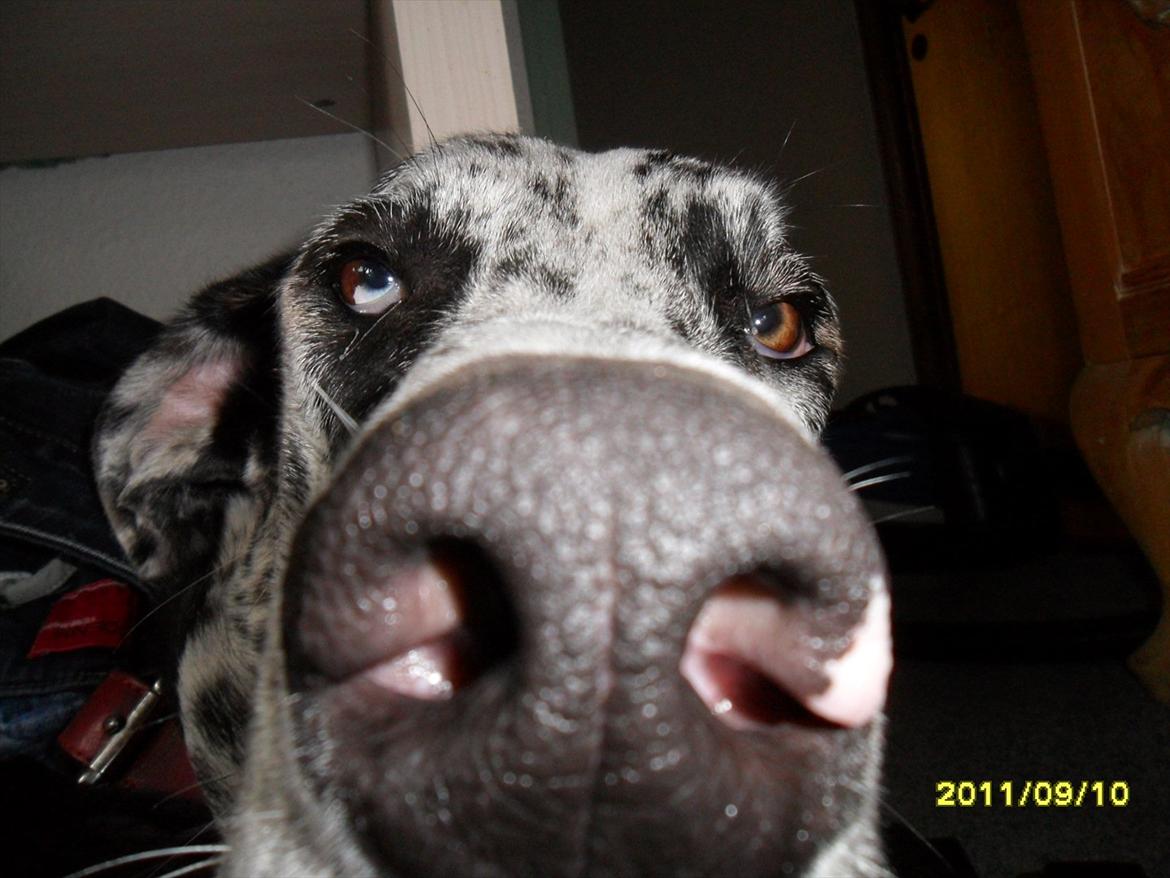 Grand danois Tøzen - kan i se om je nogen bussemænd???? billede 3