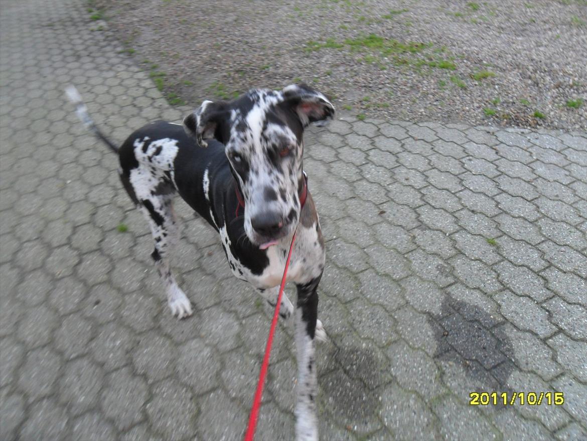 Grand danois Tøzen - dancing queen billede 13