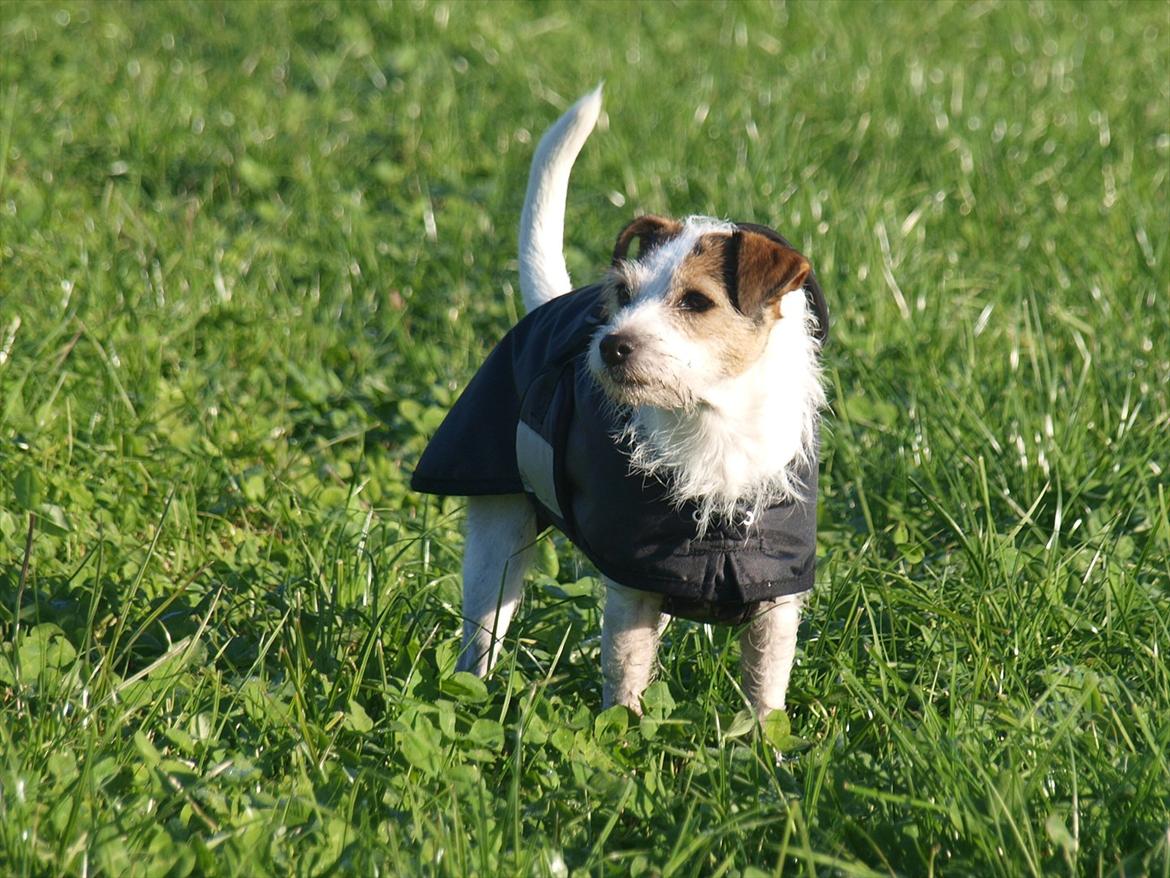 Jack russell terrier Labell billede 2