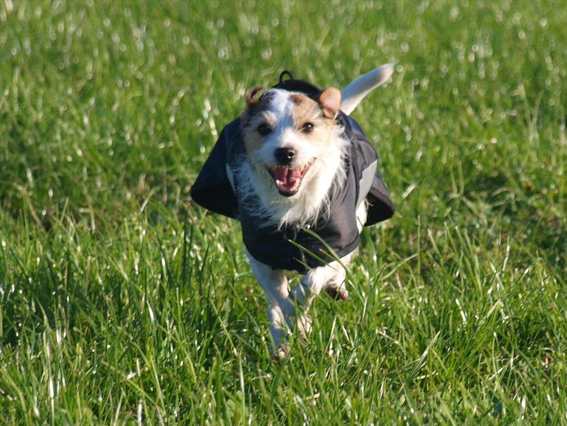 Jack russell terrier Labell billede 17