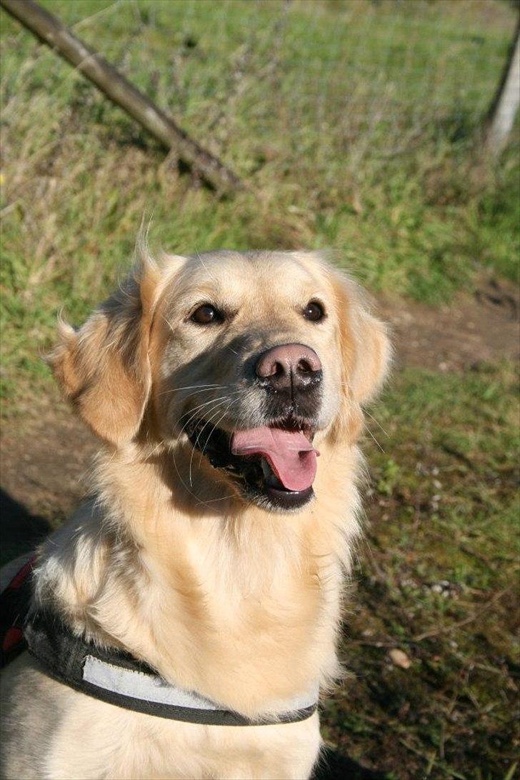 Golden retriever Melba - Velkommen til Melbas profil  billede 2