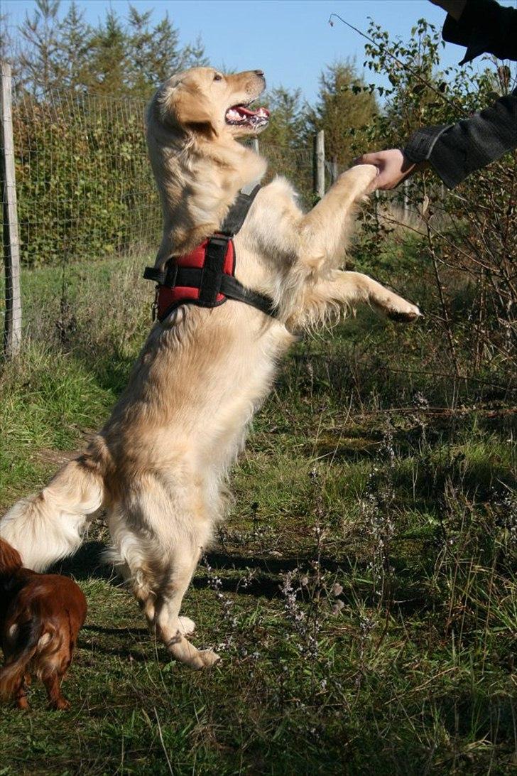 Golden retriever Melba - Er jeg ikke dygtig  billede 8
