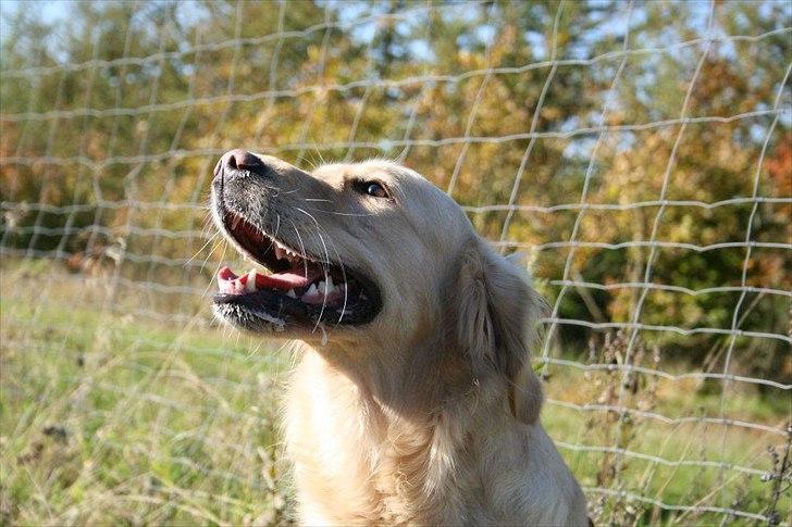 Golden retriever Melba - Melba fotomodel billede 3