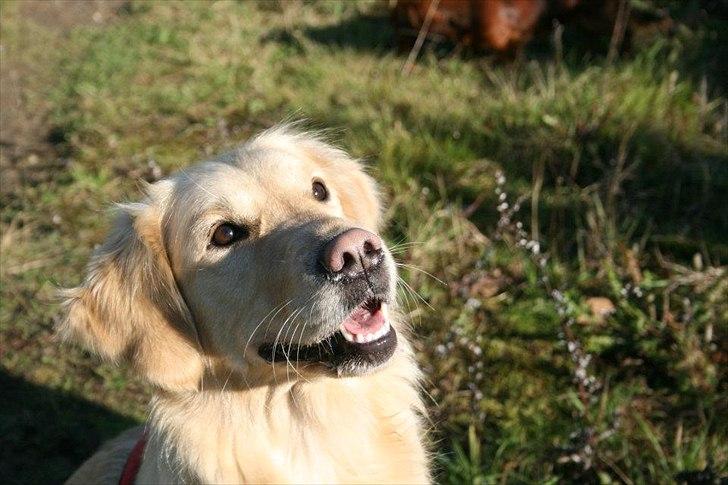 Golden retriever Melba - Skøn skøn
 billede 6