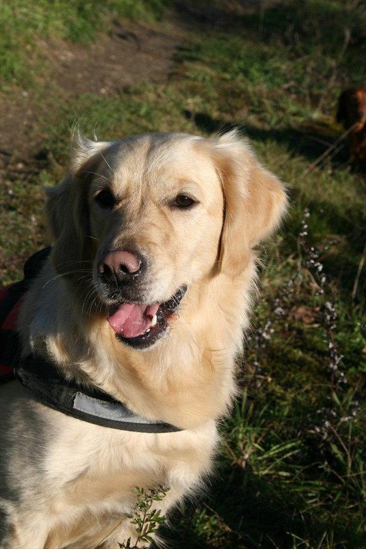 Golden retriever Melba - Smukt hovede
 billede 11