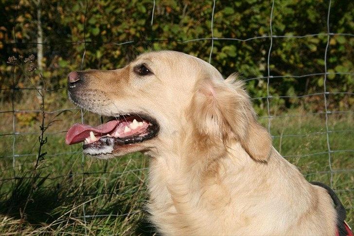 Golden retriever Melba - Dejligste golden billede 4