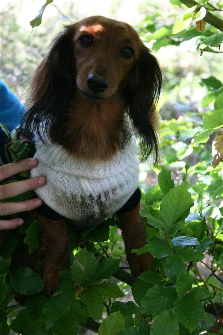 Dværggravhund Jessie - Velkommen til Jessies profil  billede 2