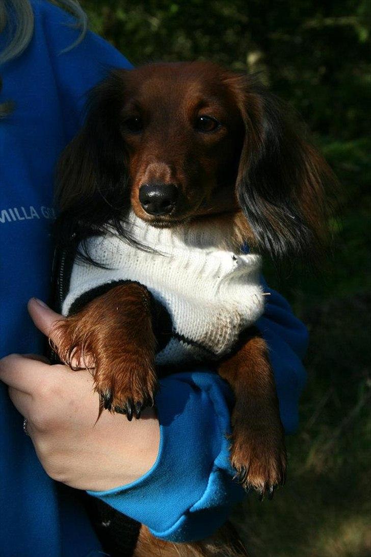 Dværggravhund Jessie - Skønne lille Jessie billede 4