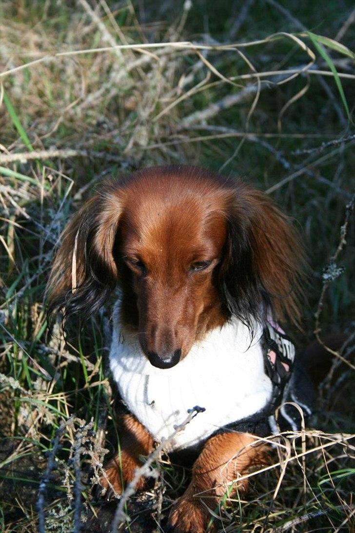 Dværggravhund Jessie - Er jeg ikk bare sød ?? billede 3