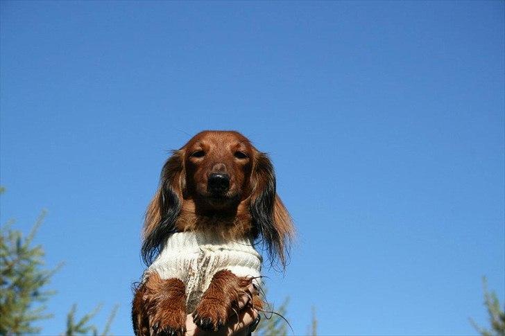 Dværggravhund Jessie - Jeg flyver i luften billede 1