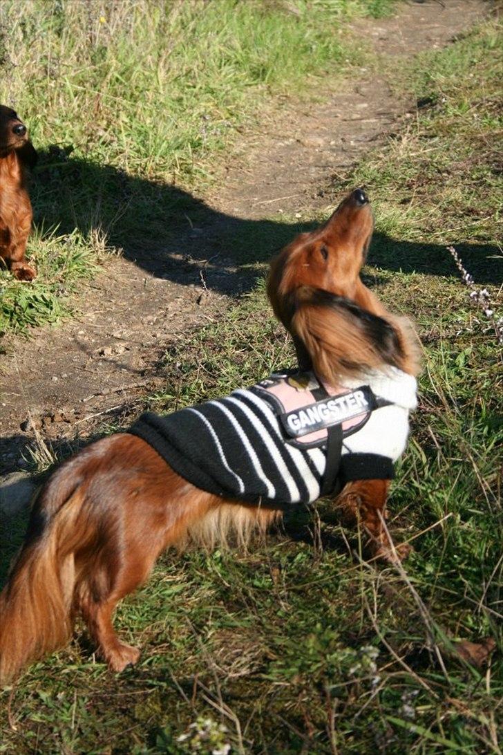 Dværggravhund Jessie - Sidder MEGET pænt billede 5