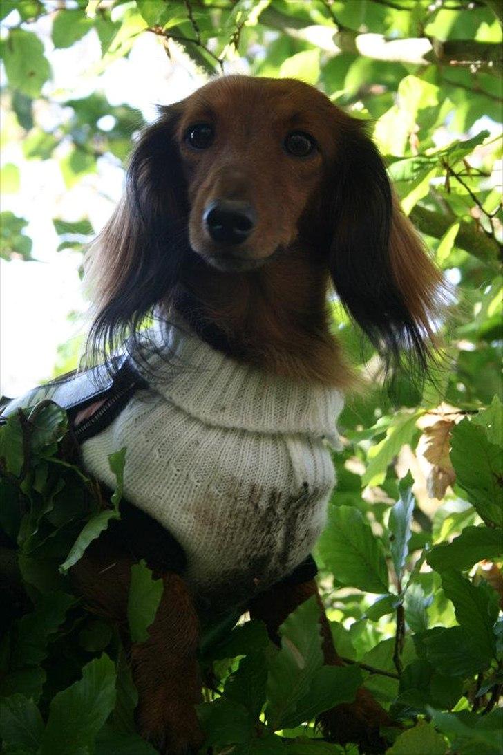 Dværggravhund Jessie - Er en lille fugl i træet billede 6