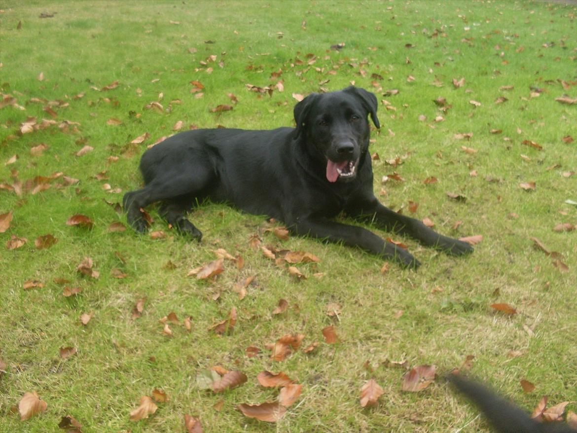 Blanding af racer Ronja - D. 17-10-2011. billede 2