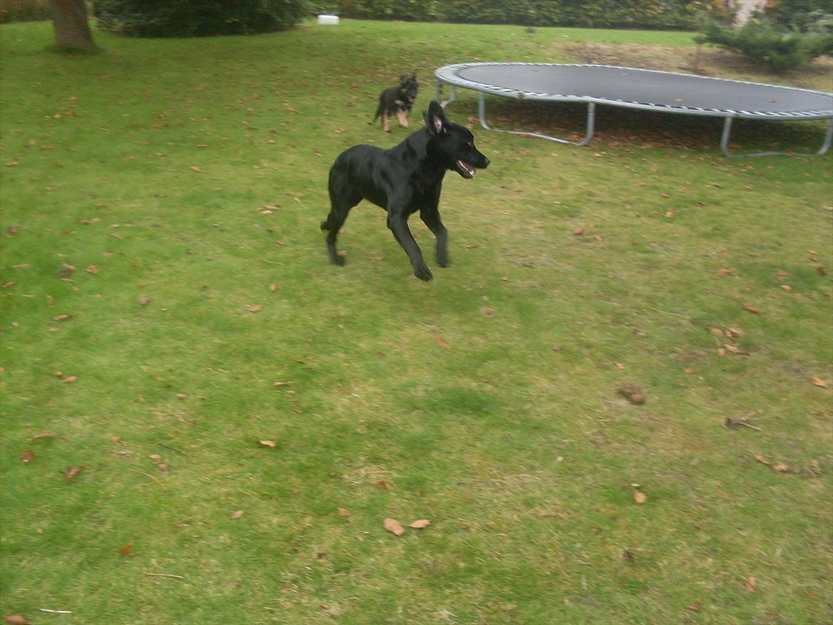 Blanding af racer Ronja - Ronja 8 måneder. billede 3