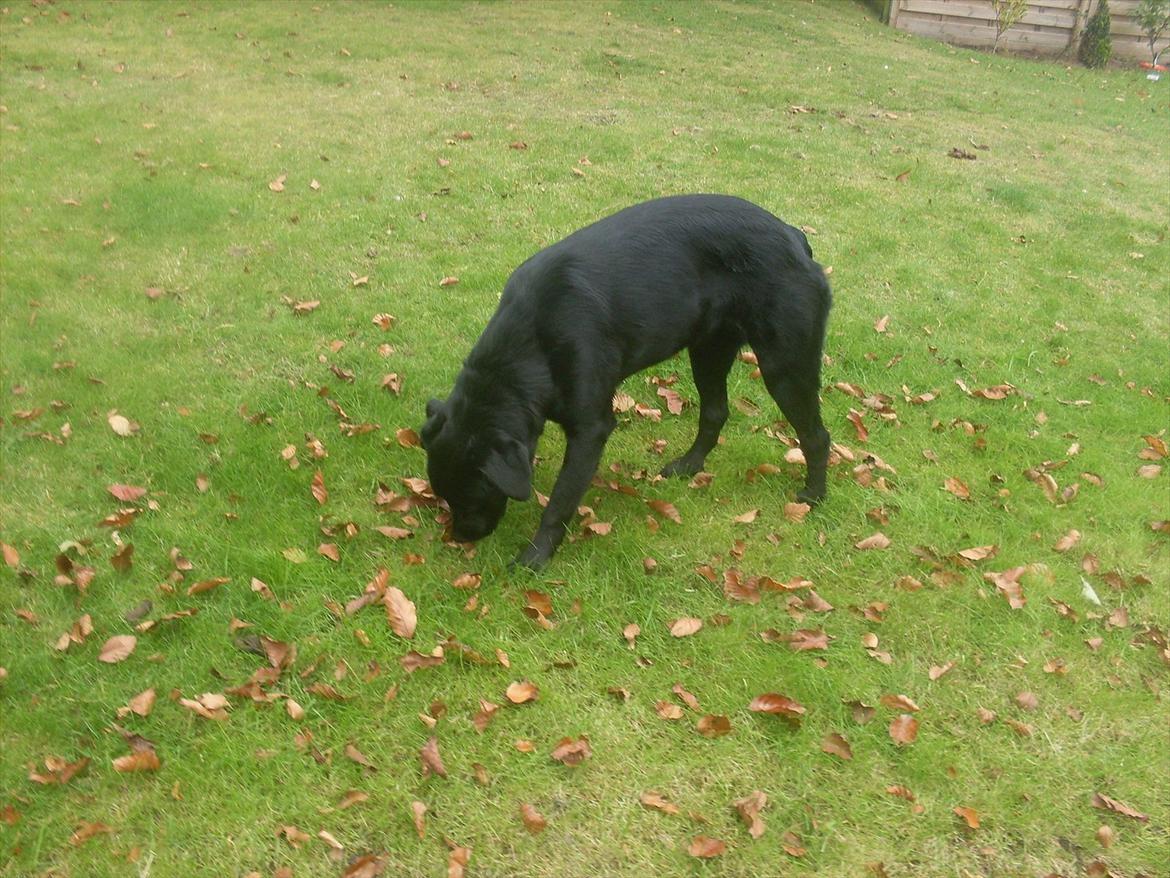 Blanding af racer Ronja billede 4