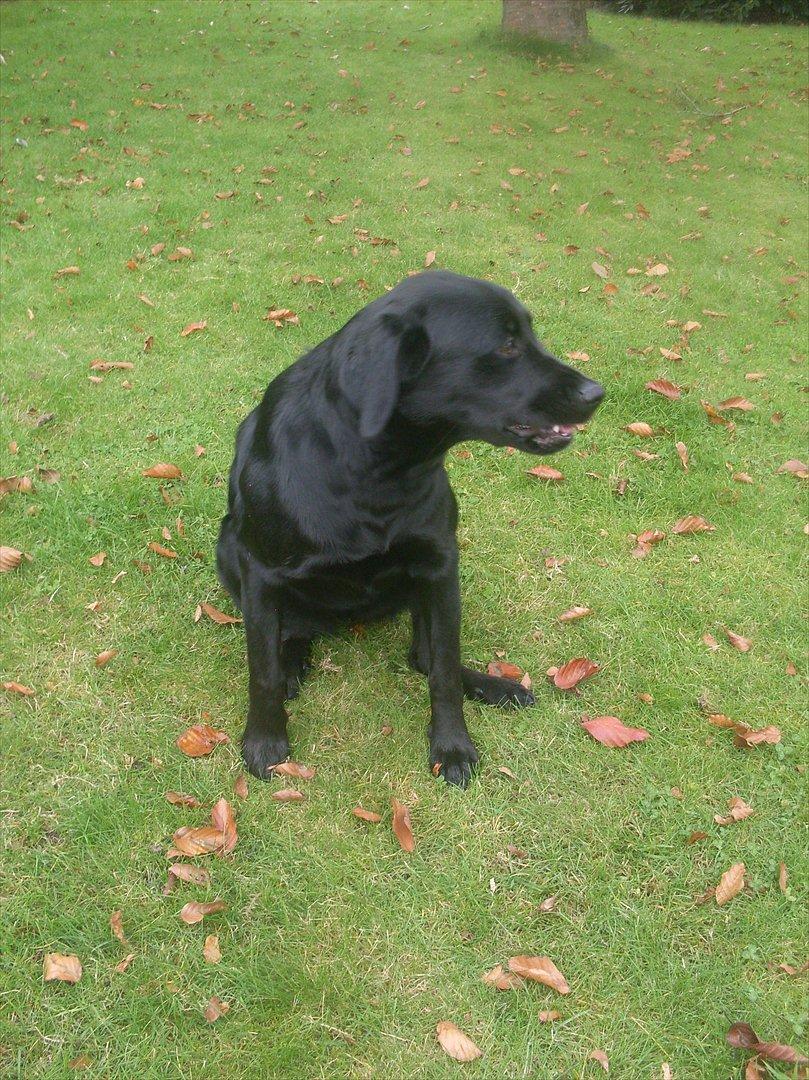 Blanding af racer Ronja - Smukke tøs. billede 1