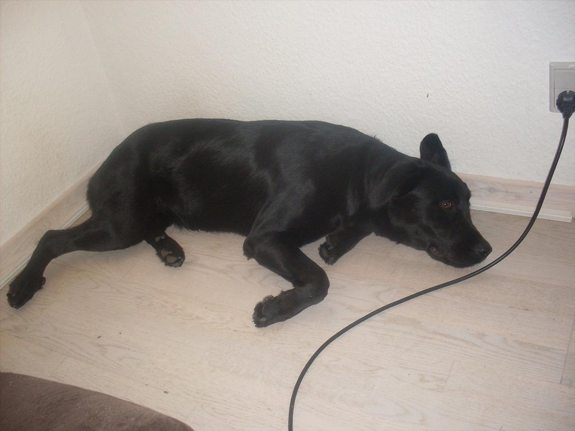 Blanding af racer Ronja - Så blev man lidt træt. billede 5