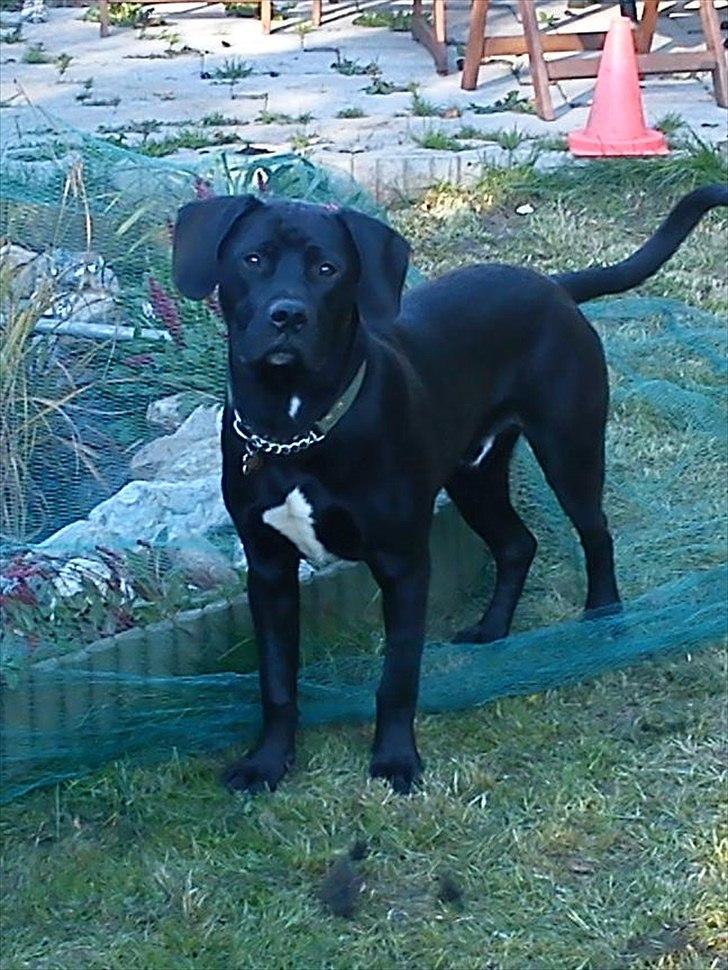 Blanding af racer Hannibal billede 12