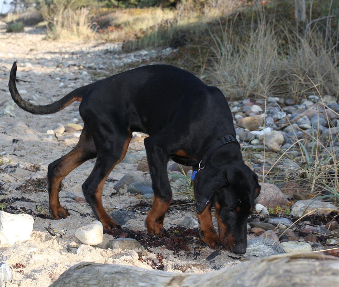 Dobermann Calle - 18 uger billede 9