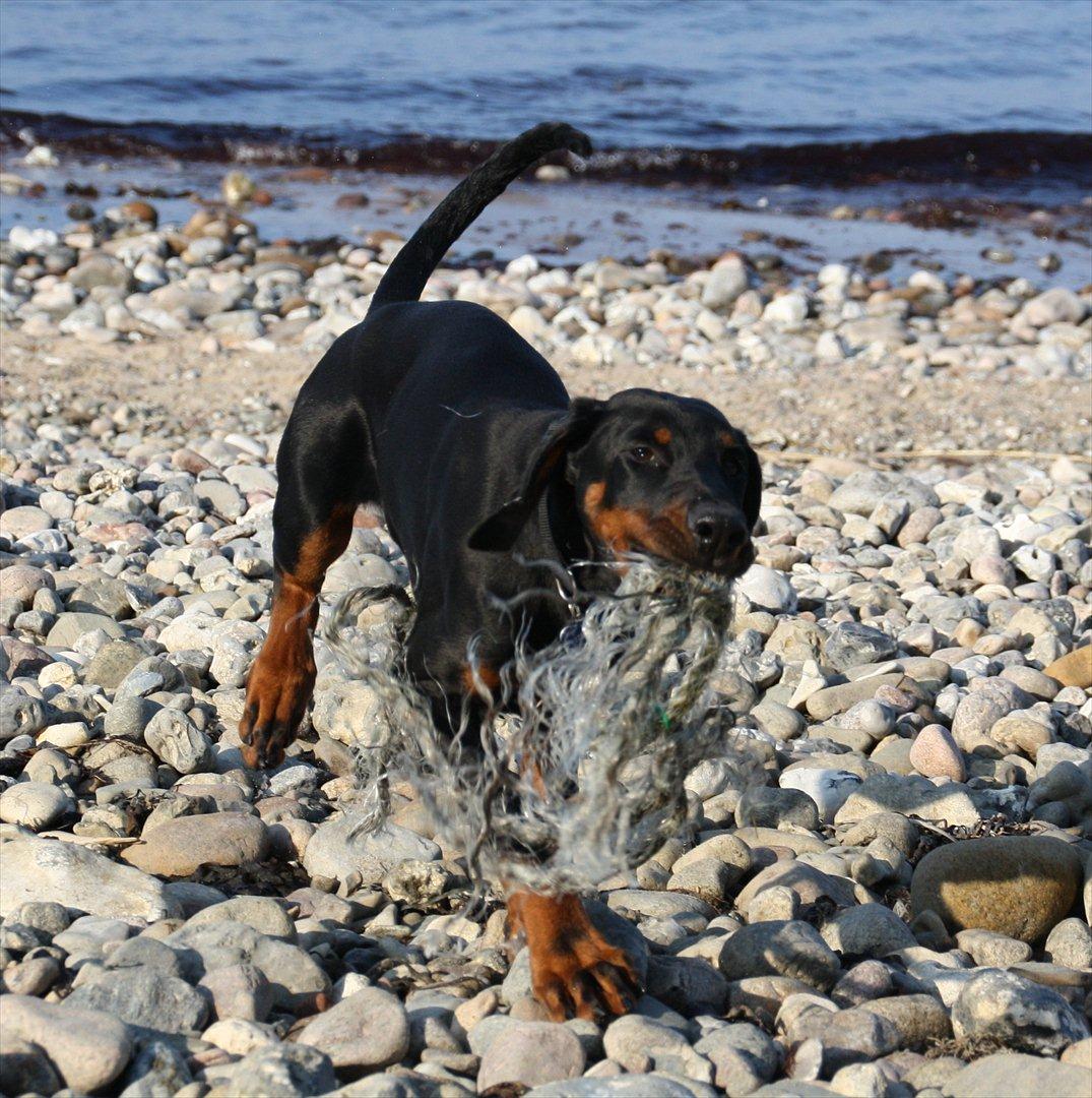 Dobermann Calle - 18 uger billede 7