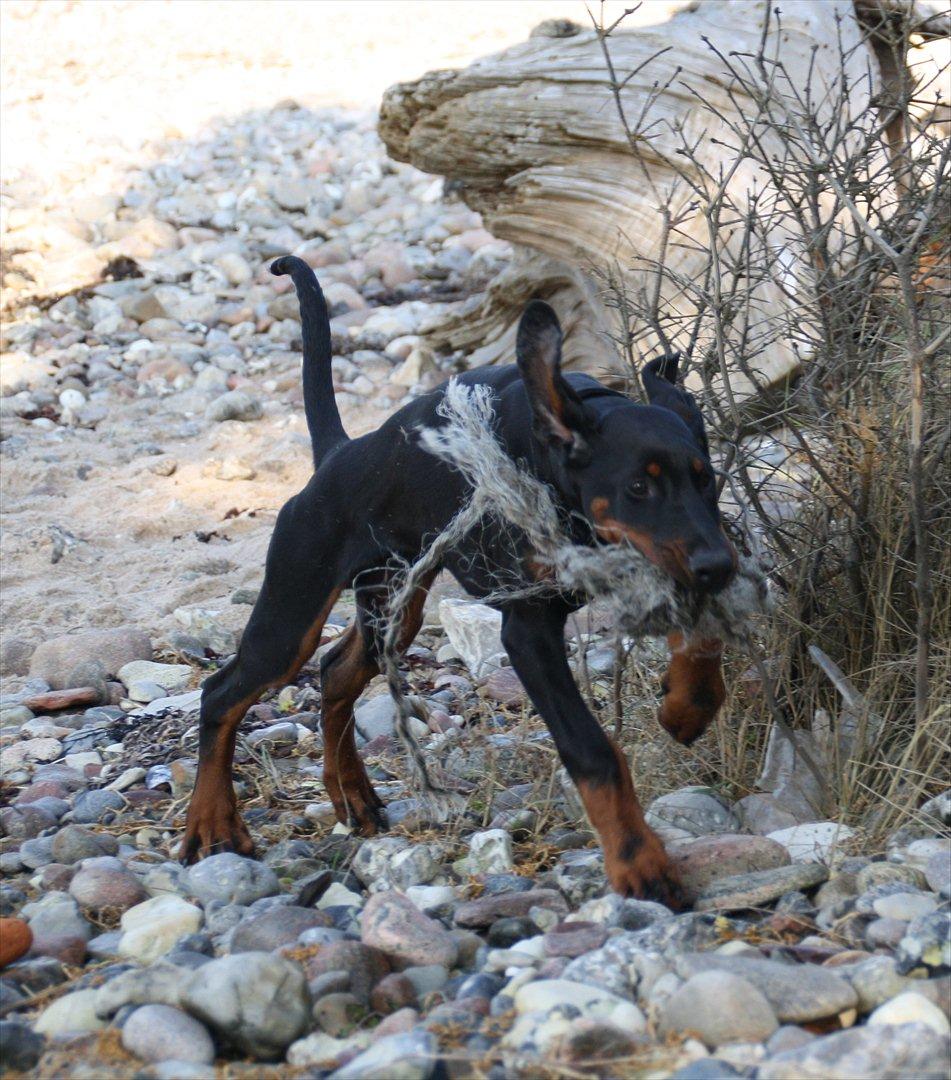 Dobermann Calle - 18 uger billede 1