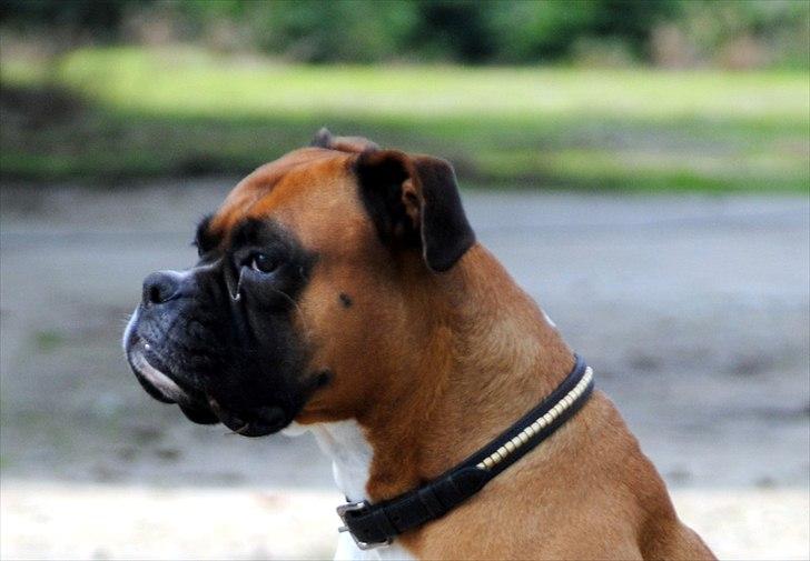 Boxer Susi - Søde billede 5