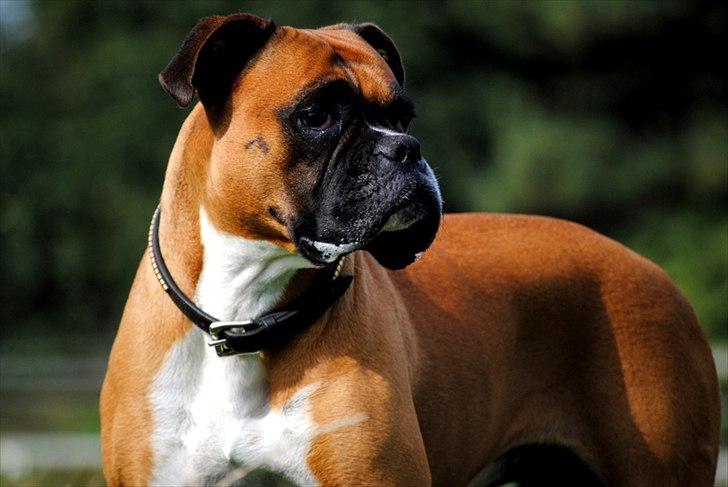 Boxer Susi - Søde Susi. August 2011
 billede 6