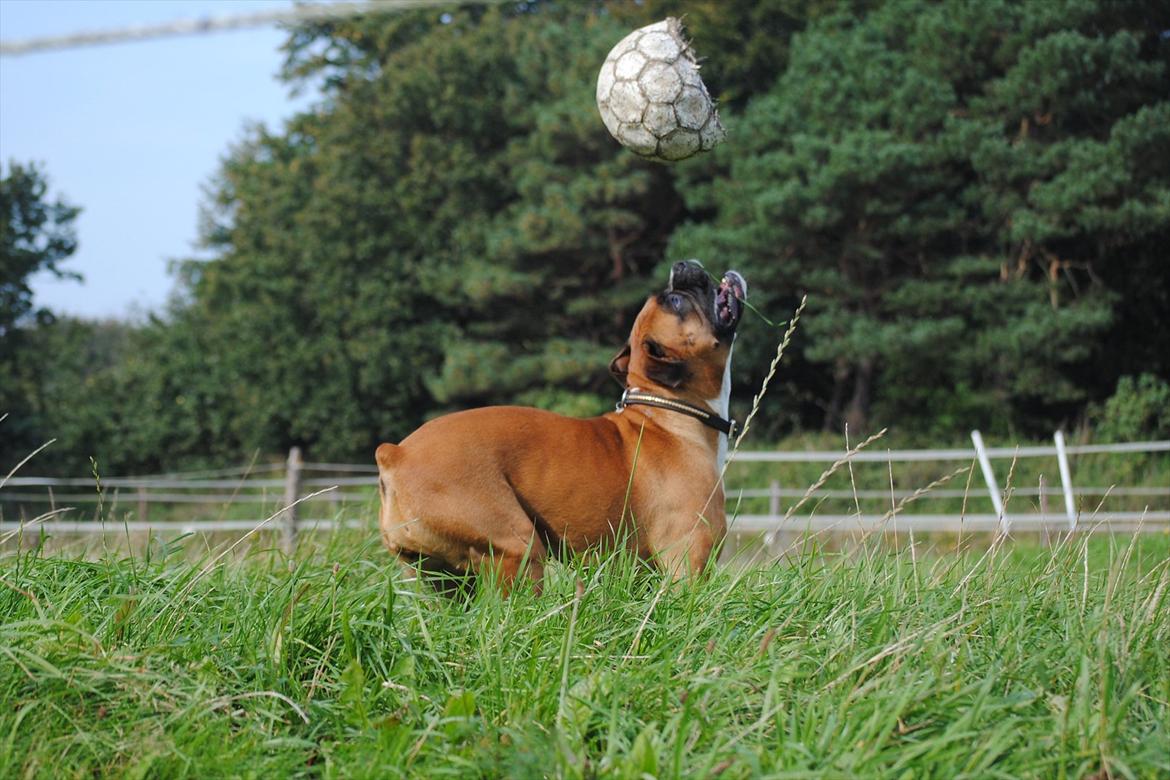 Boxer Susi - Tro det eller ej men min hund er så sej at den selv kan kaste sin egen bold når alle andre ikke gider:) billede 7