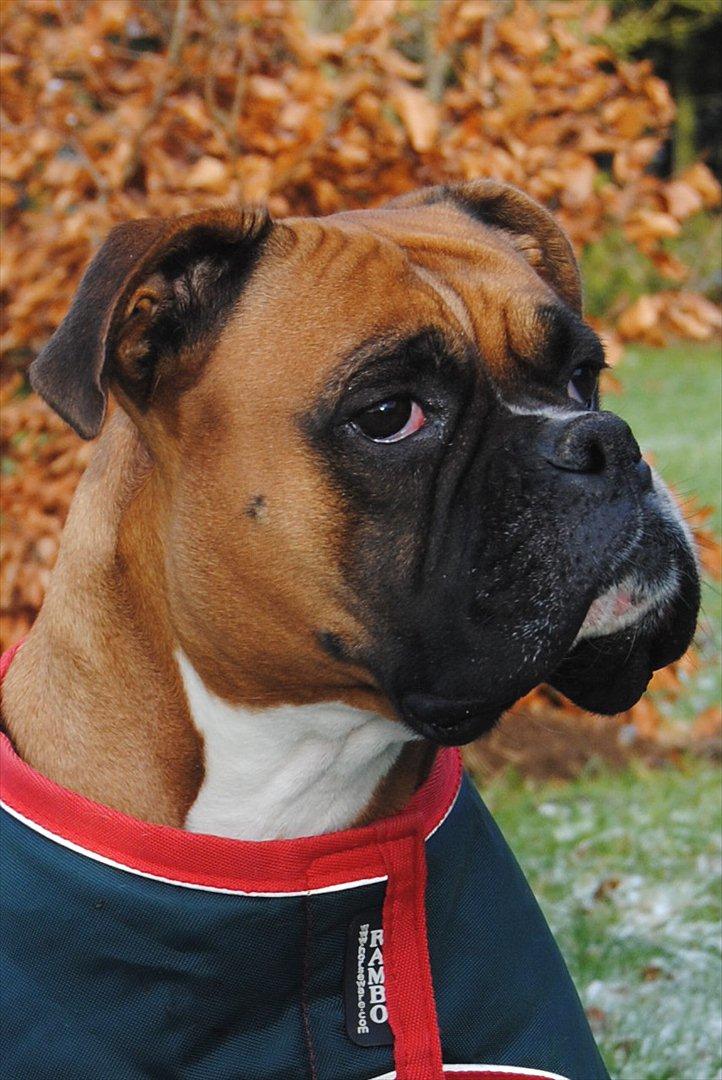 Boxer Susi billede 8