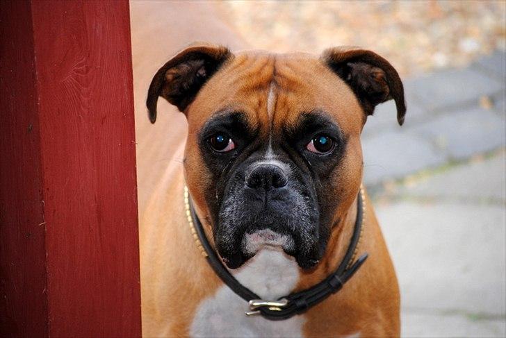 Boxer Susi - Musen holder lige øje med om vi ikke snart kommer med hende ud og sparker noget bold! billede 9
