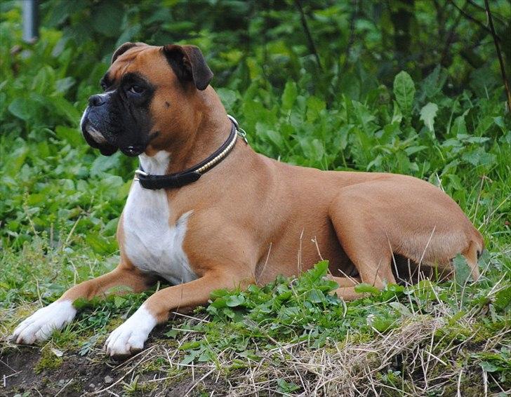 Boxer Susi billede 10