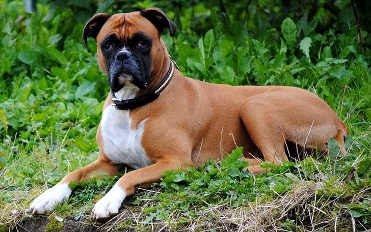 Boxer Susi billede 11