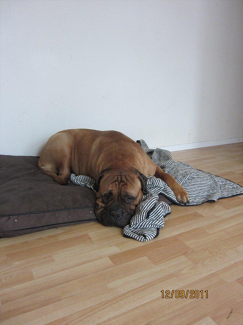 Bullmastiff Basse billede 2