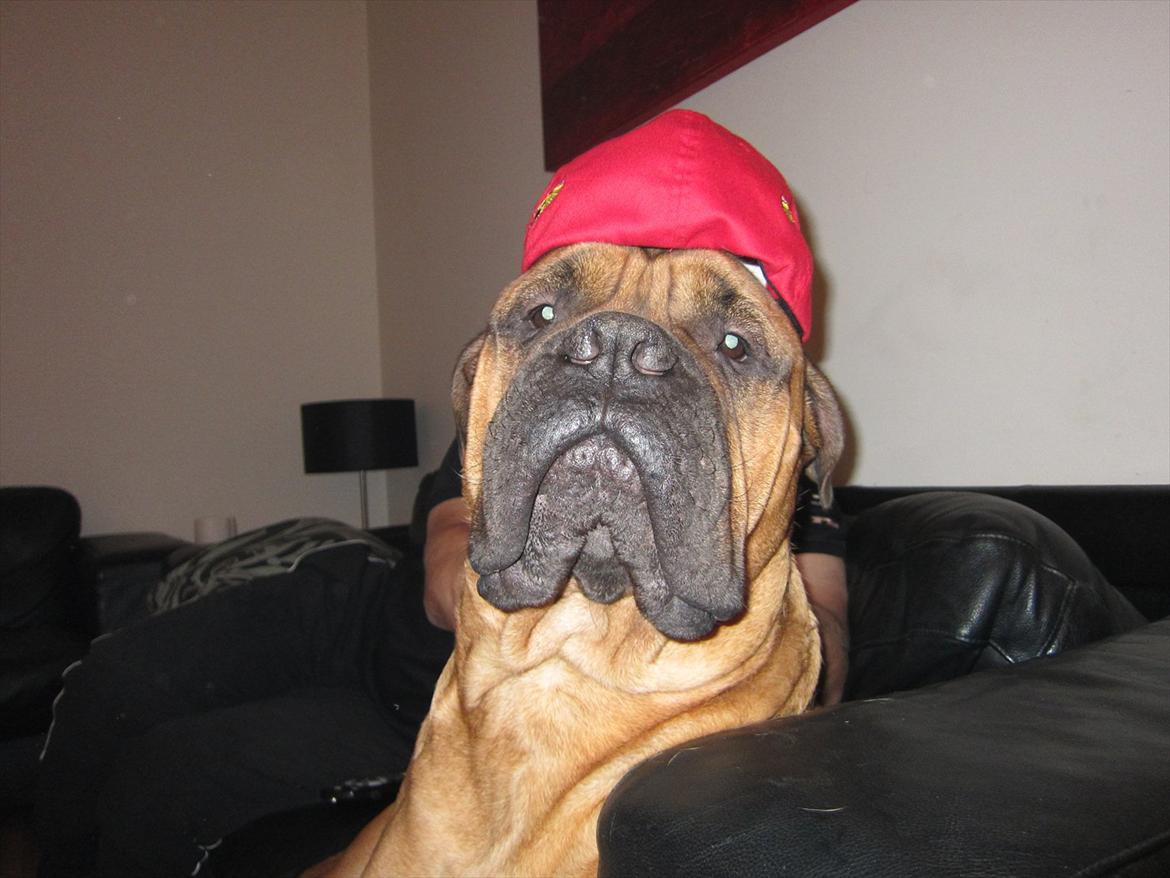 Bullmastiff Basse billede 1