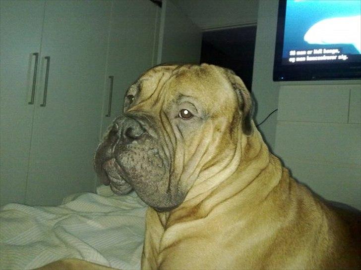 Bullmastiff Basse billede 3