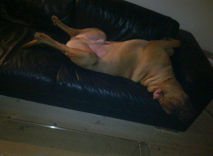 Bullmastiff Basse billede 5