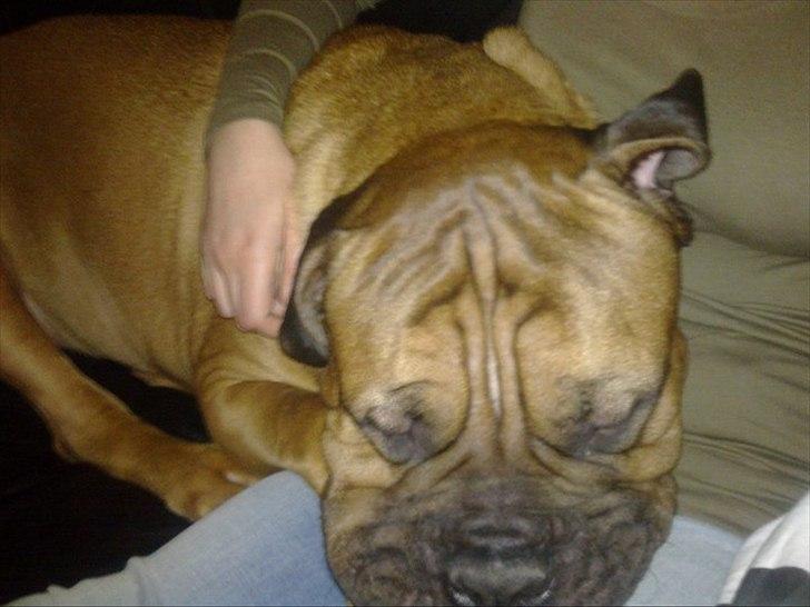 Bullmastiff Basse billede 6