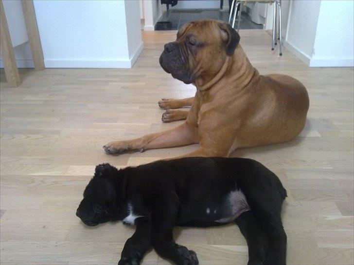 Bullmastiff Basse billede 7