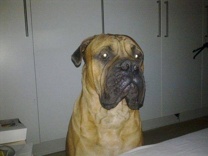Bullmastiff Basse billede 8